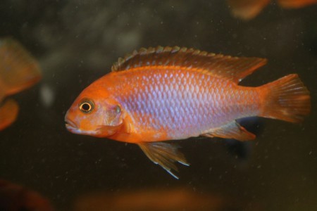 Йодотрофеус шпренгера , Jodotropheus sprengerae